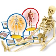 7岁以上 天才科学实验系列之人体构造 - 简单的游戏展示道具让孩子们了解身体的构造。 通过天才科学实验游戏让孩子们充分学习关于科学的奥妙， 激发孩子的好奇心， 扩宽孩子的视野。